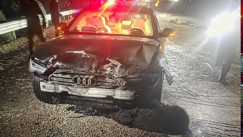 Belediye Başkanının makam aracı domuz sürüsüne çarptı: 12 domuz telef oldu