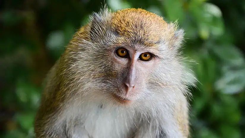 Çin, maymun beyninden esinlenen bilgisayar geliştirdi