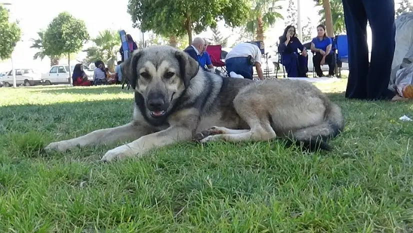 İstanbul Valiliği'nden sahipsiz hayvanlara yeni düzenleme: Kontrolsüz besleme yasaklandı