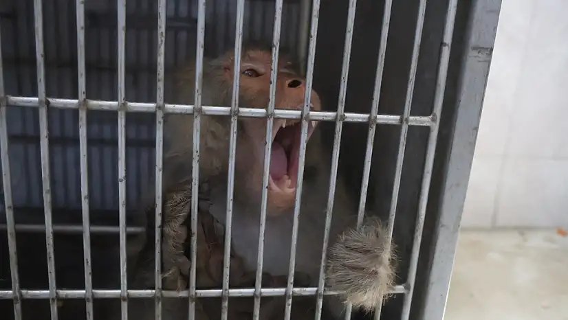 Ortalığı birbirine katan firari maymun, kadını yaraladı