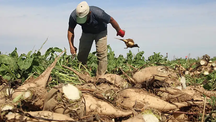 Şeker pancarı alım fiyatı belli oldu