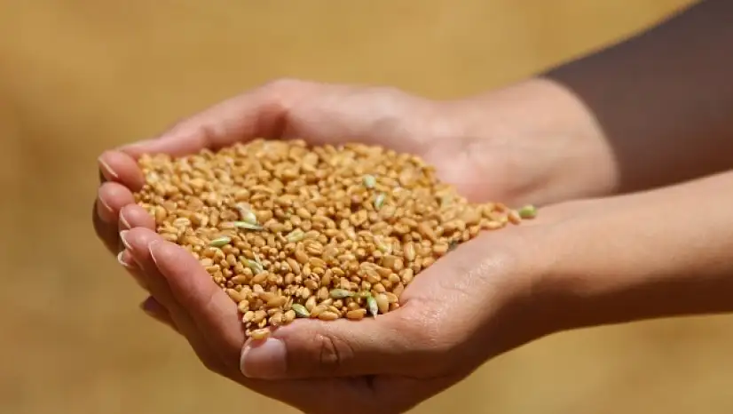 Türkiye'den 5 Ayda 5,2 Milyar Dolarlık hububat ve bakliyat ihracatı
