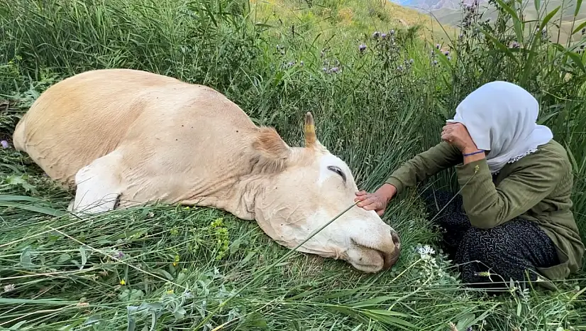 Uçurumdan düşüp telef olan ineğine sarılıp saatlerce ağladı
