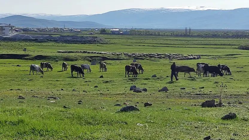 Ardahan'da kuduz alarmı: Bölge karantinaya alındı