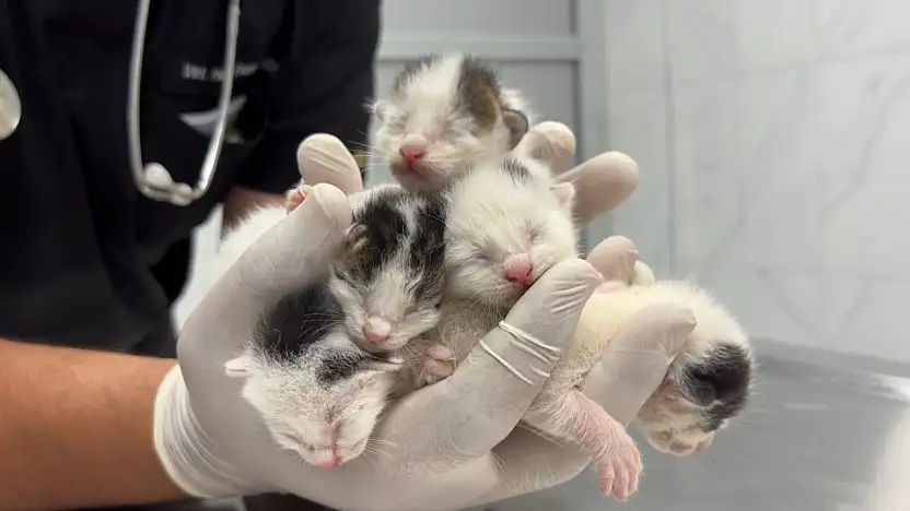 Böyle vicdansızlık görülmedi! Çöpten 5 yavru kedi çıktı