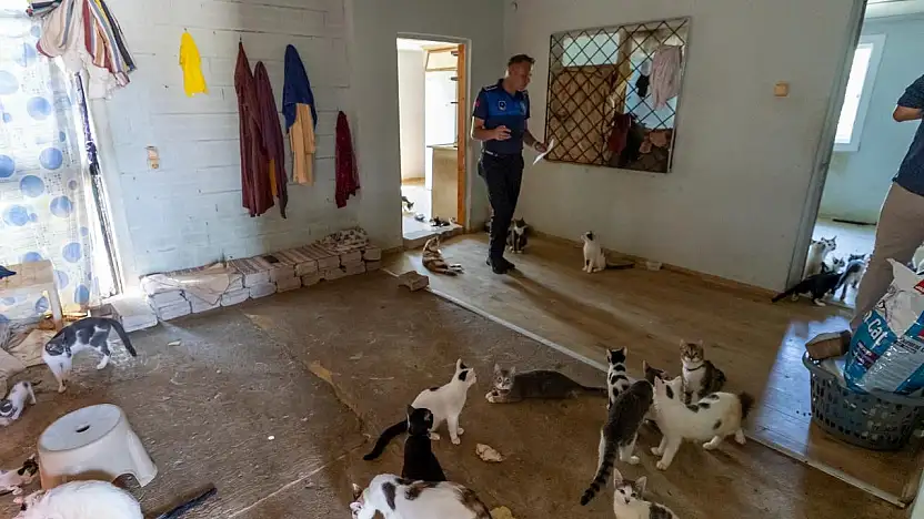 Çöp ev sanılan evde 100 kedi çıktı!