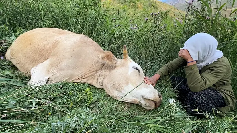 Gözyaşları karşılıksız kalmadı: Bir inek gitti, 12 büyükbaş geldi