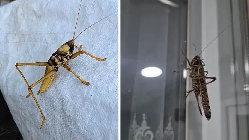 Tarım ve Orman Bakanlığı: Bir çekirge istilası söz konusu değildir