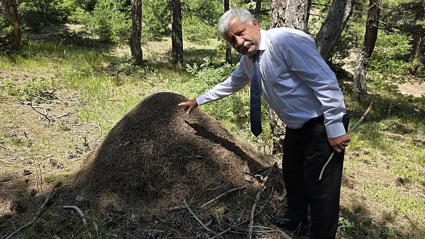 Yozgat'ta belgesellik manzara: Karıncaların dev eseri görenleri büyüledi