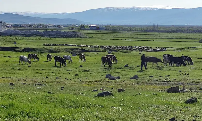 Ardahan'da kuduz alarmı: Bölge karantinaya alındı