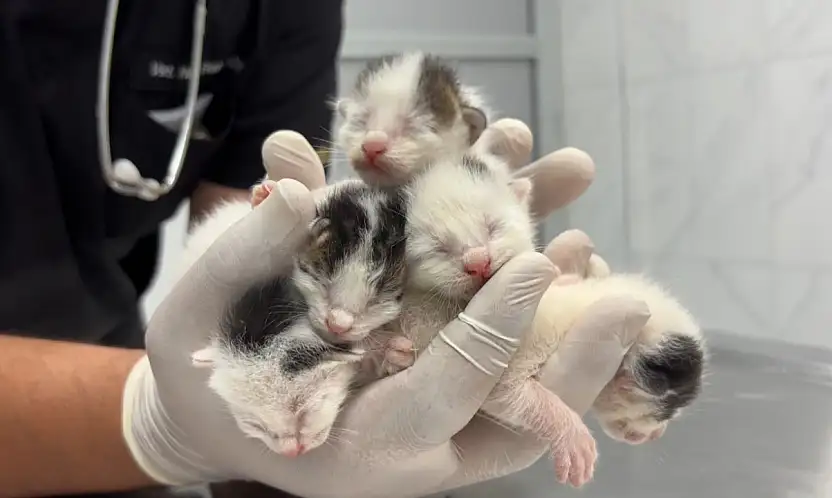 Böyle vicdansızlık görülmedi! Çöpten 5 yavru kedi çıktı