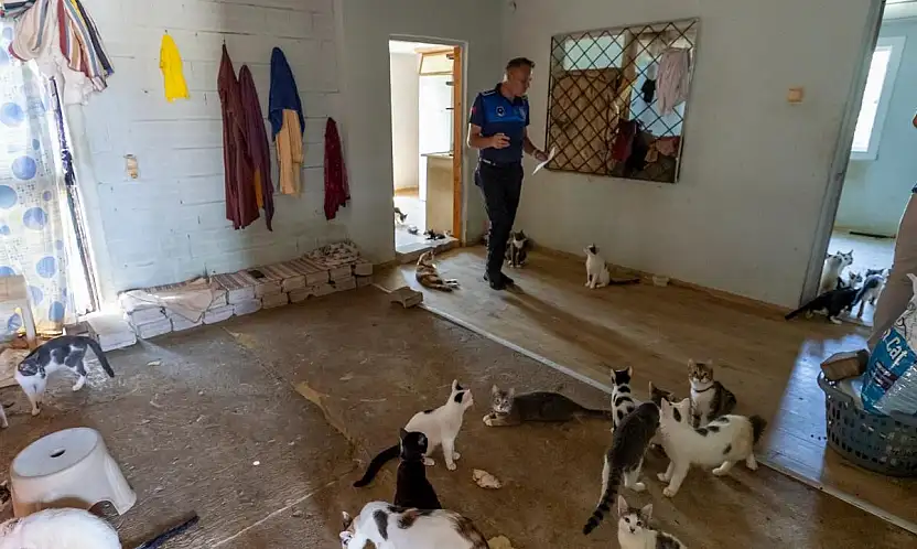Çöp ev sanılan evde 100 kedi çıktı!