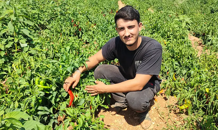 Emek verdi, hırsızlar topladı: Adana'da 1 ton biber çalındı