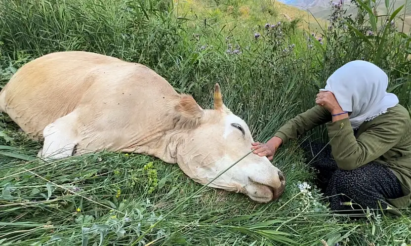 Gözyaşları karşılıksız kalmadı: Bir inek gitti, 12 büyükbaş geldi