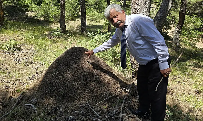 Yozgat'ta belgesellik manzara: Karıncaların dev eseri görenleri büyüledi